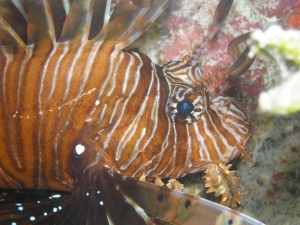 Lion Fish