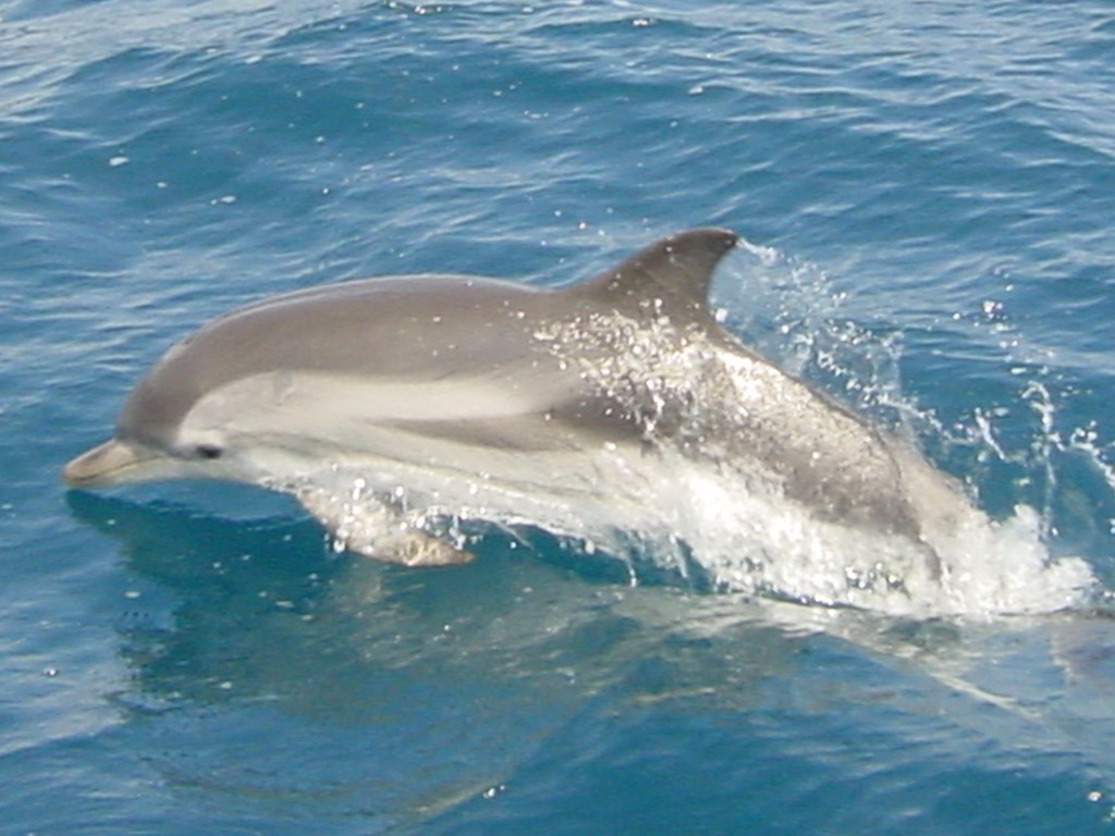Charter Corfu