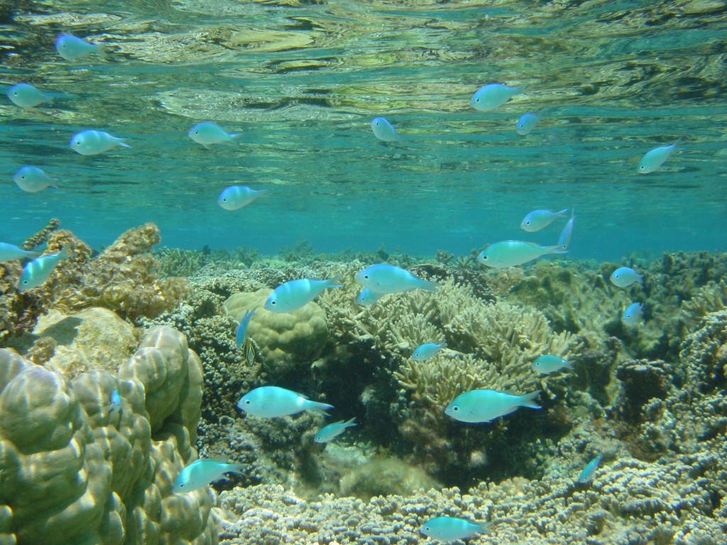 Alquiler Barcos Polinesia